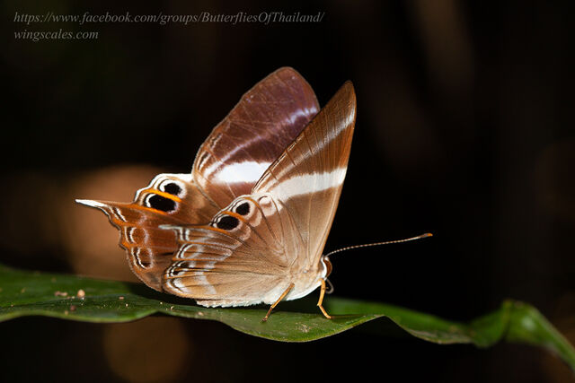 Archigenes neophron gratius