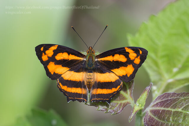 Symbrenthia lilaea lilaea