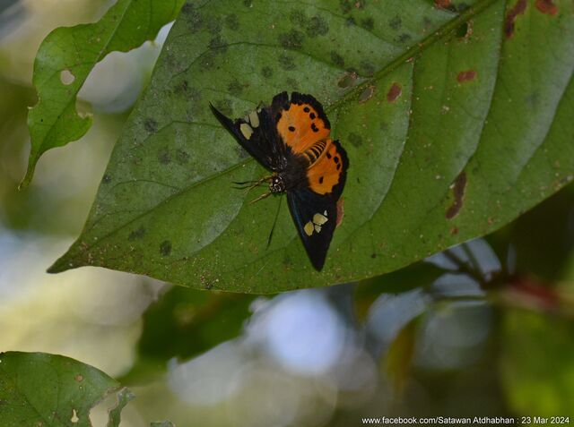 Pintara pinwilli pinwilli