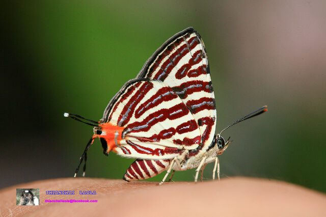 Spindasis lohita himalayanus