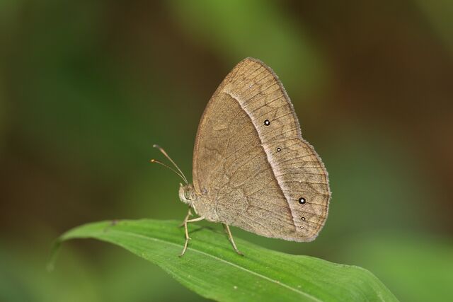Mycalesis francisca sanatana