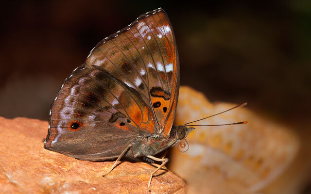 Rohana tonkiniana siamensis