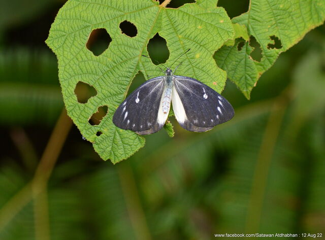 Delias descombesi eranthos