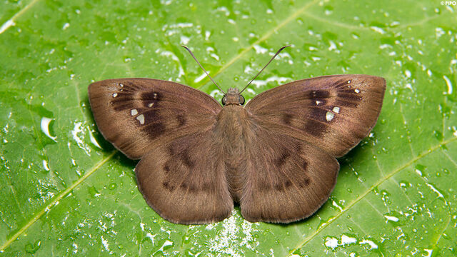 Tagiades japetus ravi