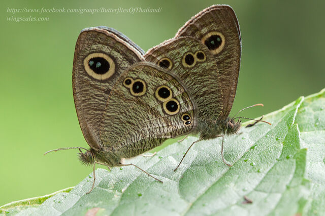 Ypthima baldus baldus