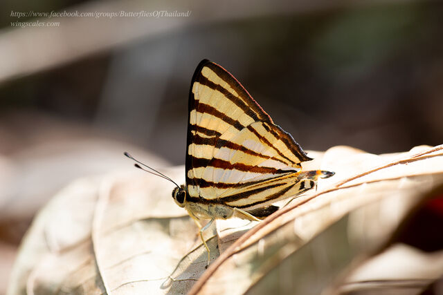 Dodona adonira learmondi