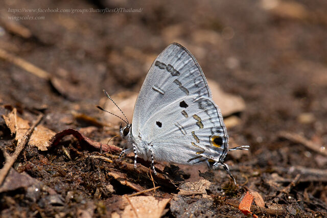 Hypolycaena kina kina