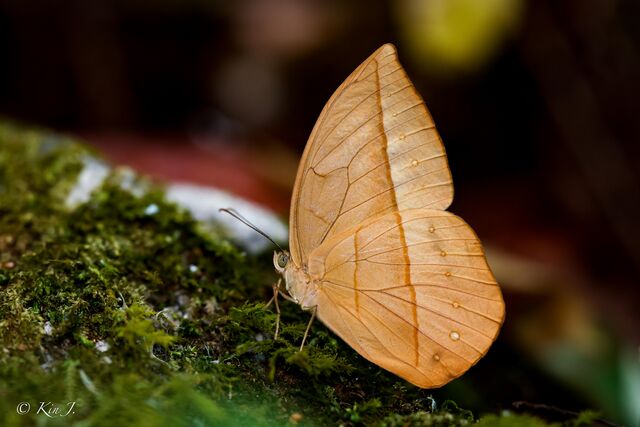 Aemona lena salweena