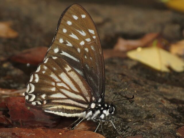 Graphium macareus indochinensis