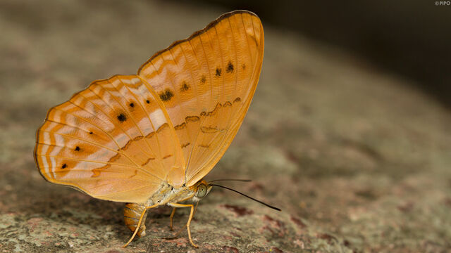 Cirrochroa tyche mithila