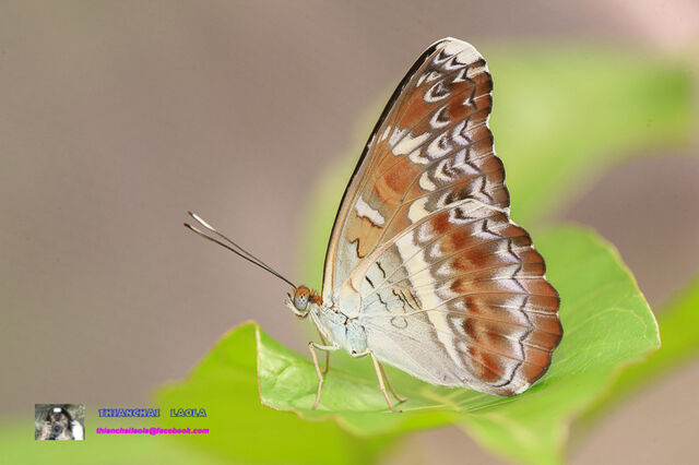 Lebadea martha martha