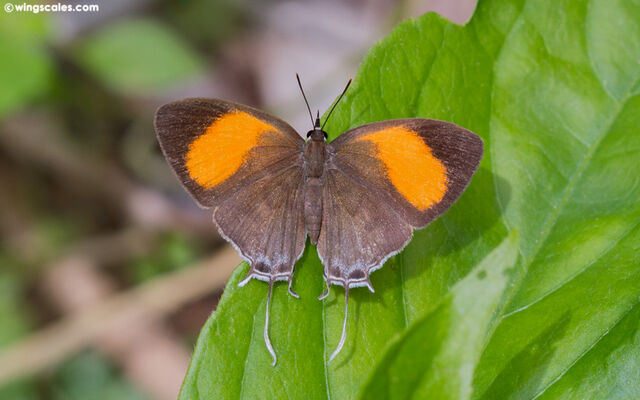 Drupadia ravindra boisduvalii