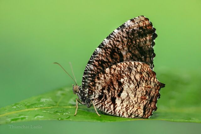 Elymnias nesaea apelles