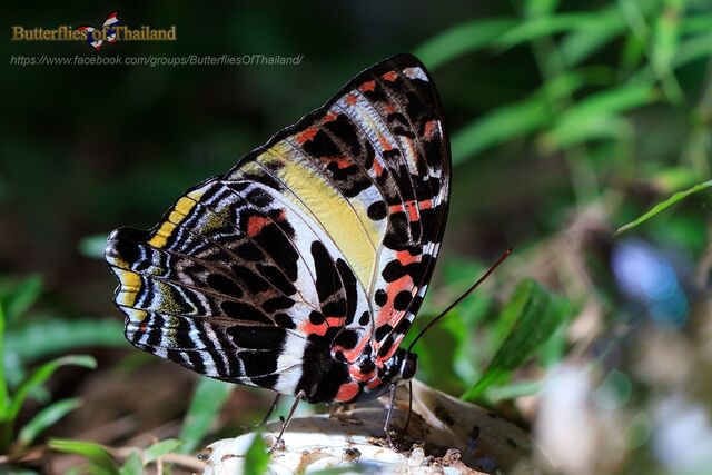 Agatasa calydonia belisama