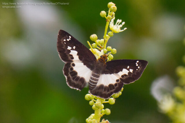 Gerosis phisara phisara