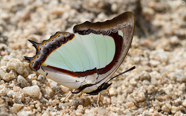 Polyura jalysus jalysus