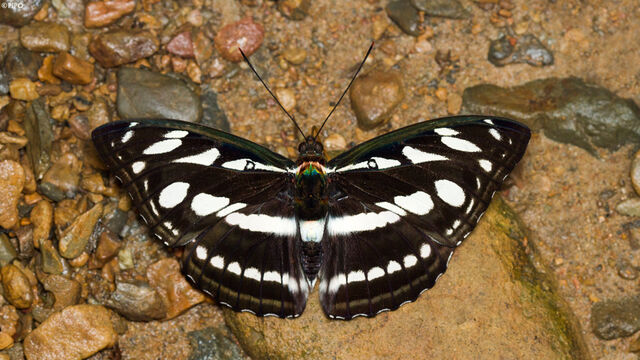 Tacola larymna siamensis