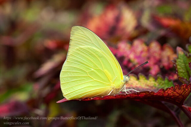 Catopsilia pomona pomona
