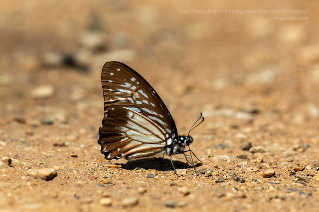 Graphium macareus burmensis