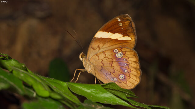 Xanthotaenia busiris busiris