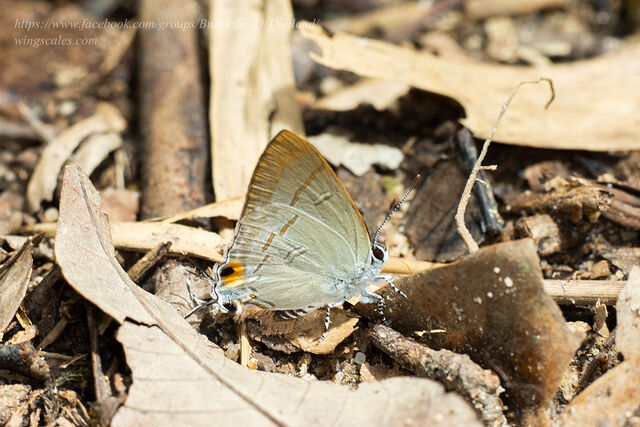 Hypolycaena erylus teatus