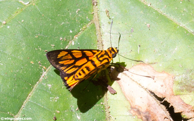 Odina hieroglyphica ortygia