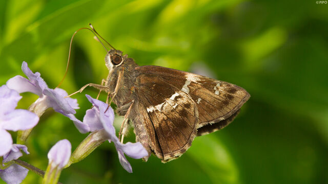 Hyarotis adrastus praba