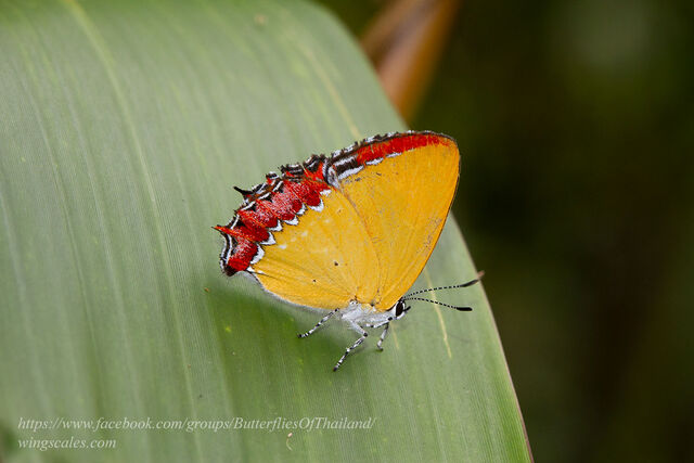 Heliophorus epicles latilimbata
