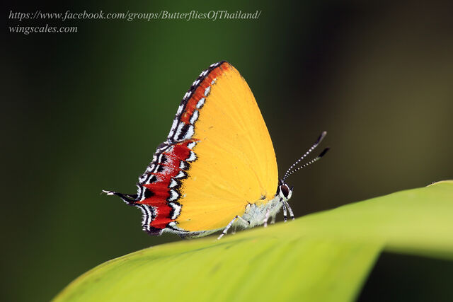 Heliophorus epicles latilimbata