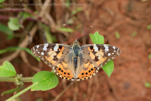 Vanessa cardui