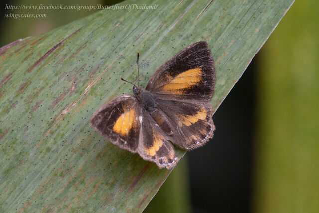Poritia erycinoides phraatica