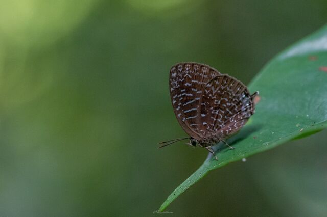 Arhopala democritus democritus