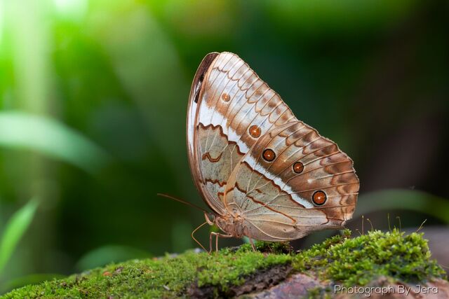 Stichophthalma cambodia