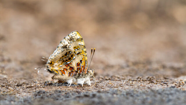 Catapaecilma major albicans