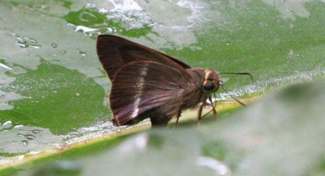 Hasora taminatus bhavara