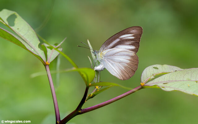 Appias lyncida vasava
