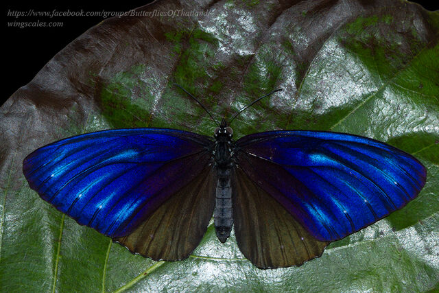 Elymnias patna patna