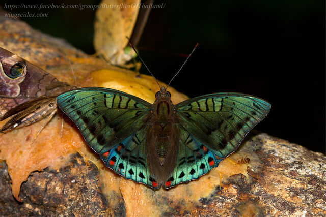 Euthalia djata siamica