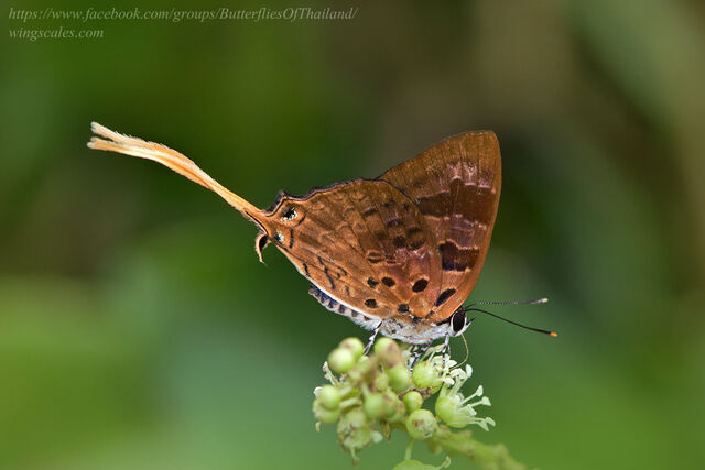Bindahara phocides phocides
