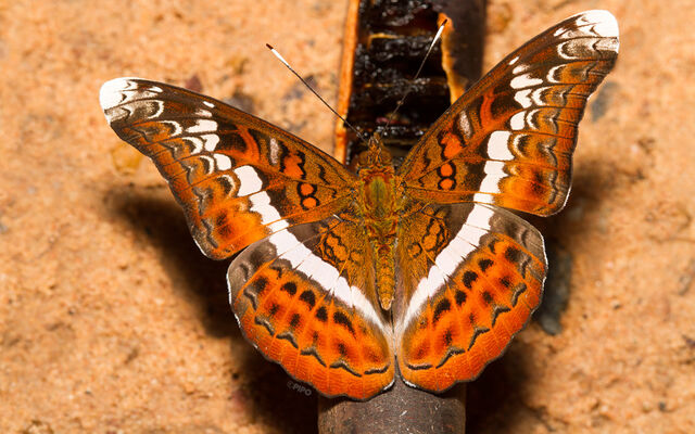 Lebadea martha martha