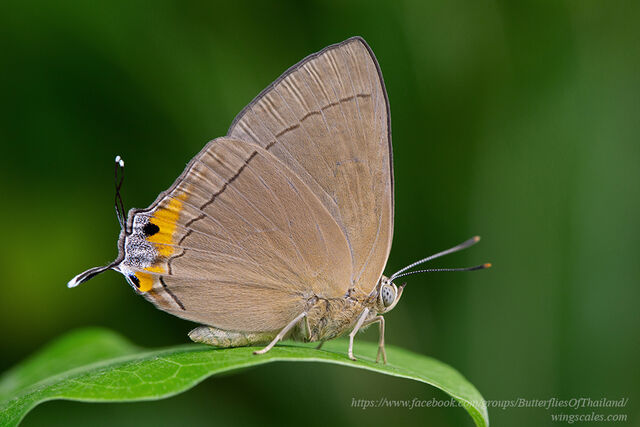 Tajuria deudorix ingeni