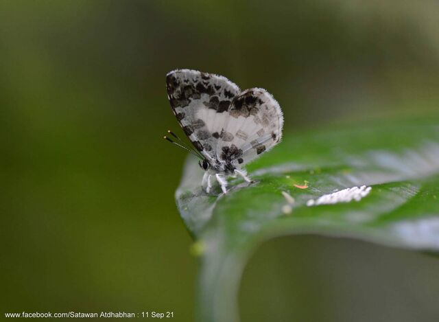 Taraka mahanetra mahanetra