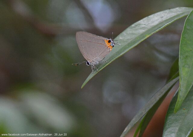 Bullis elioti elioti