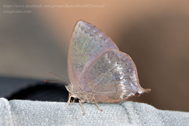 Amblypodia anita anita