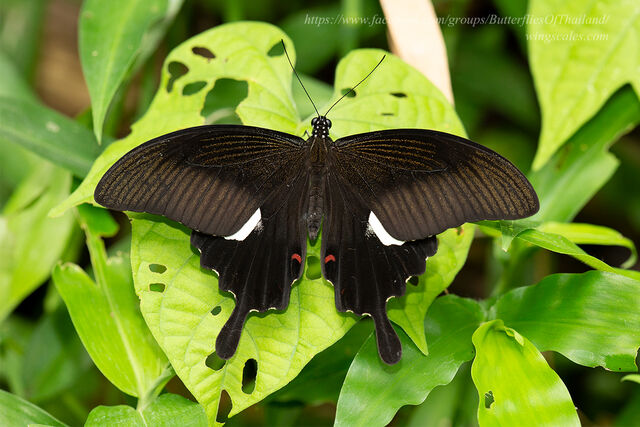 Papilio helenus helenus