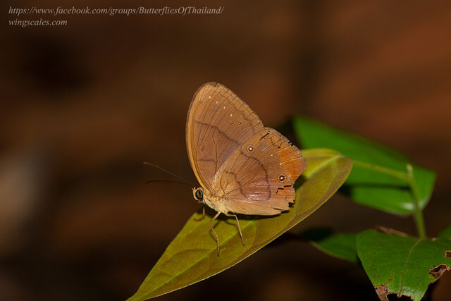 Faunis gracilis gracilis