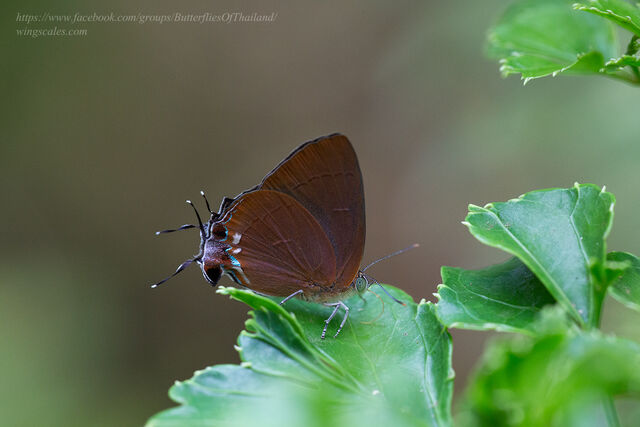 Remelana jangala ravata