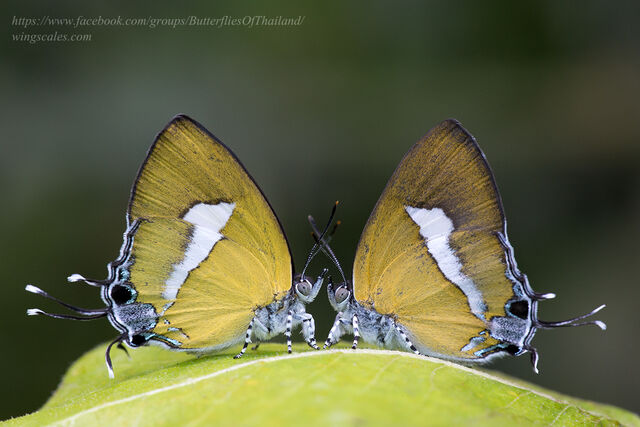 Horaga syrinx moulmeina