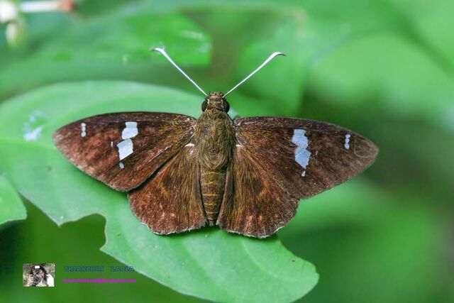 Celaenorrhinus putra sanda