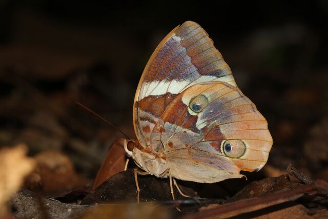 Thauria lathyi siamensis